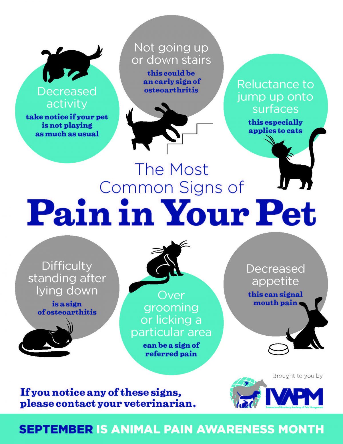 Signs Of Pain - Vet in Lakewood Ranch | Big Paws Animal Hospital